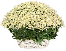 Цветочная композиция из Ромашки в корзине #REPLACE_PRED# Советске Кировской области